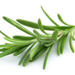 Twig of rosemary on a white background