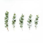 Green eucalyptus leaves on a white background