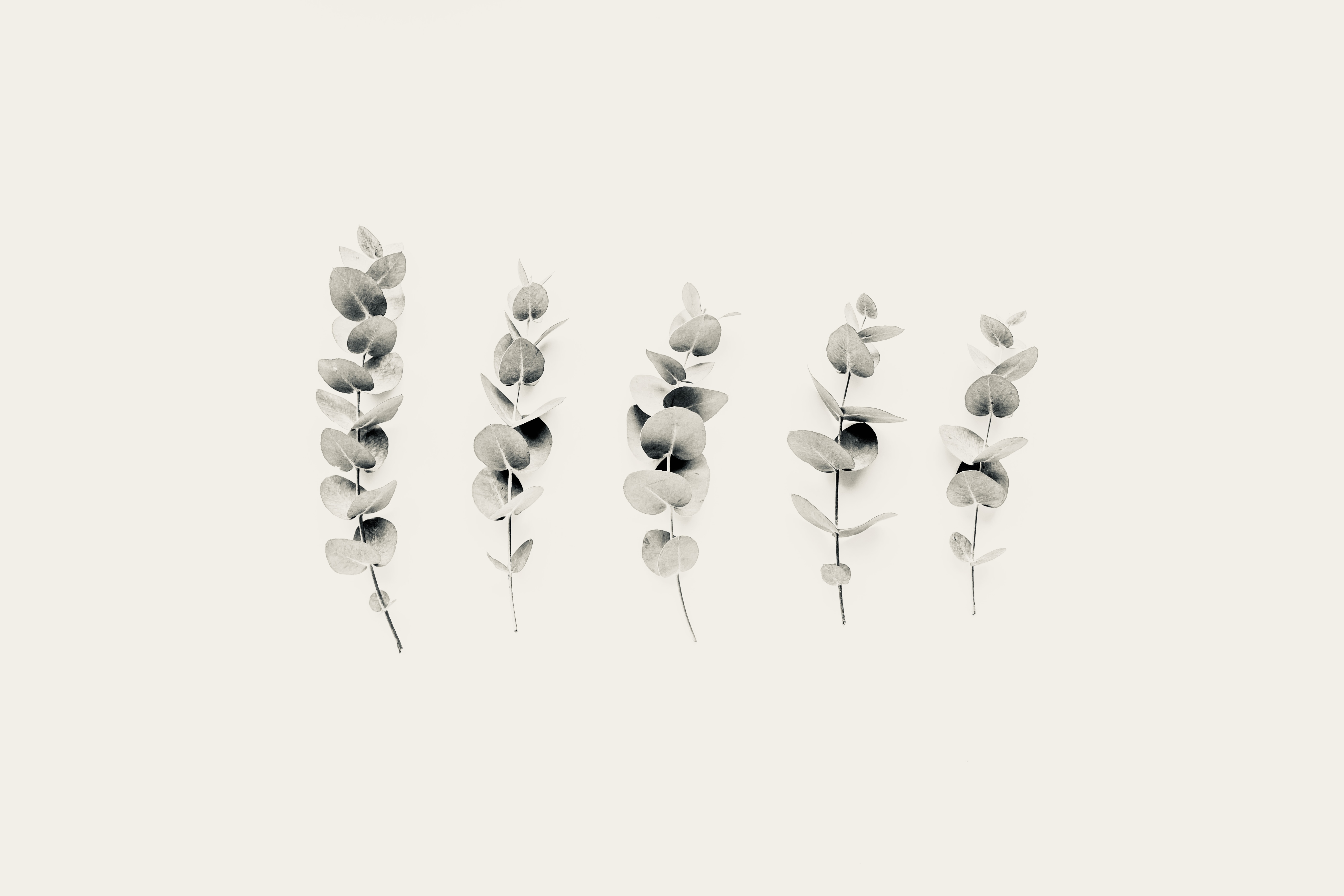 Eucalyptus leaves on a plain background in mono tone